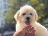 Sevi̇mli̇ Malti̇poo Bebekleri̇mi̇z