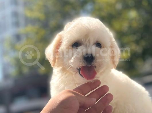 Sevi̇mli̇ Malti̇poo Bebekleri̇mi̇z görsel