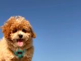 Puffy Mi̇ni̇ Toy Poodle