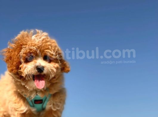 Puffy Mi̇ni̇ Toy Poodle