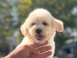 Sevi̇mli̇ Malti̇poo Bebekleri̇mi̇z