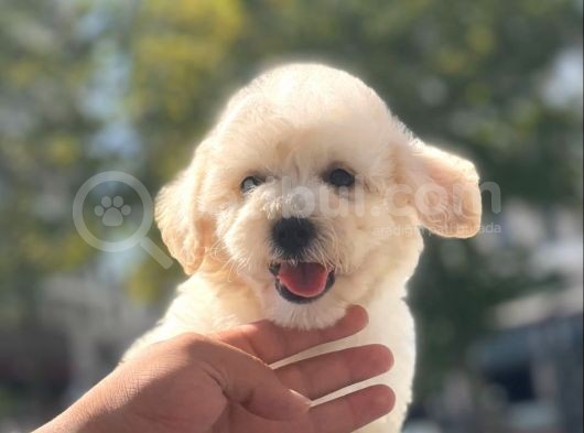 Sevi̇mli̇ Malti̇poo Bebekleri̇mi̇z görsel