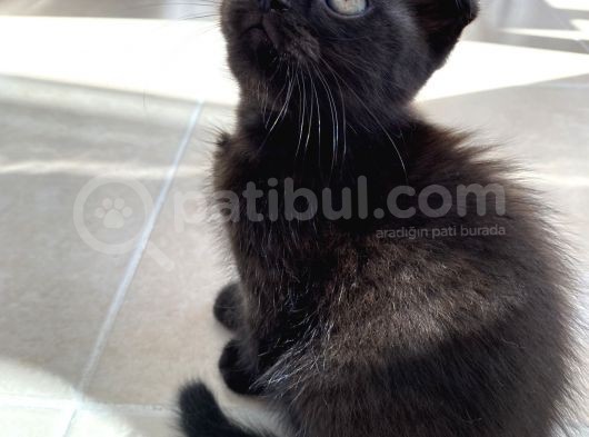 Scottish Fold Yavruları görsel
