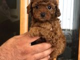 Sakfan Macar Toy Poodle Kizimiz