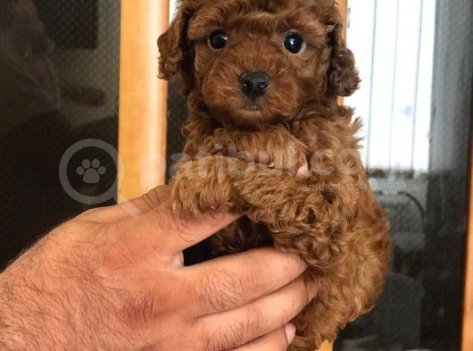 Sakfan Macar Toy Poodle Kizimiz
