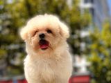 Kore Maltipoo Yavrularımız