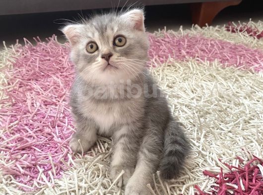 Scottish Fold Yavruları görsel