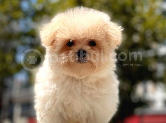 Kore Maltipoo Yavrularımız görsel