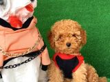 Safkan Macar Toy Poodle Yavrularımız