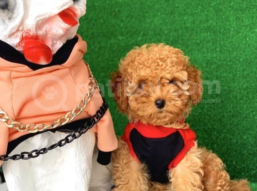 Safkan Macar Toy Poodle Yavrularımız görsel