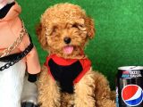 Safkan Macar Toy Poodle Yavrularımız