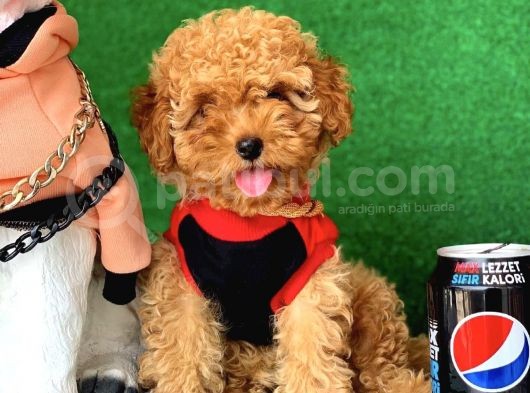 Safkan Macar Toy Poodle Yavrularımız