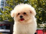 Kore Maltipoo Yavrularımız