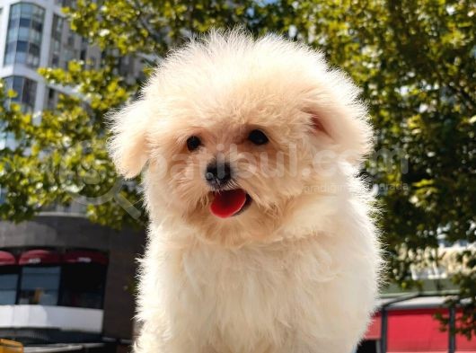 Kore Maltipoo Yavrularımız