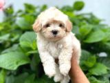 Dişi Maltese Terrier