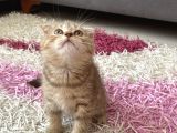 Scottish Fold Yavruları