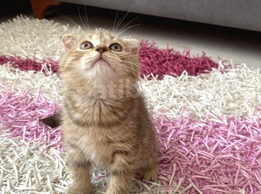 Scottish Fold Yavruları görsel