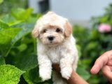 Dişi Maltese Terrier