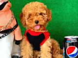 Safkan Küt Burun Toy Poodle Kizimiz