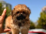 Micro Maltipoo Bebekler