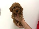 Safkan Erkek Redbrown Toy Poodle Yavrumuz
