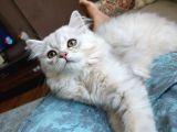 Dünyalar Tatlisi Safkan Scotti̇sh Strai̇ght Longhai̇r Si̇lver Shaded