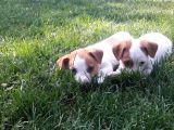 Kısa Bacak Orijinal Hareketli