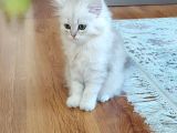 Dünyalar Tatlisi Safkan Scotti̇sh Strai̇ght Longhai̇r Si̇lver Shaded