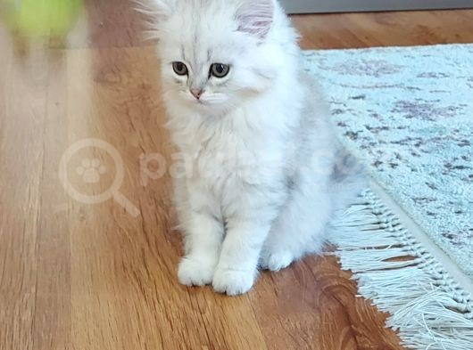 Dünyalar Tatlisi Safkan Scotti̇sh Strai̇ght Longhai̇r Si̇lver Shaded görsel