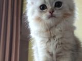 Dünyalar Tatlisi Safkan Scotti̇sh Strai̇ght Longhai̇r Si̇lver Shaded