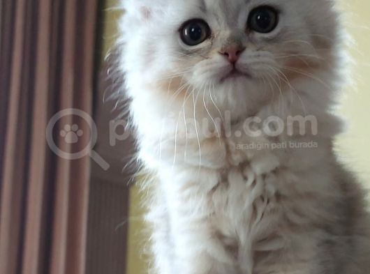 Dünyalar Tatlisi Safkan Scotti̇sh Strai̇ght Longhai̇r Si̇lver Shaded görsel