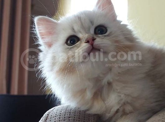 Dünyalar Tatlisi Safkan Scotti̇sh Strai̇ght Longhai̇r Si̇lver Shaded görsel