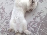 Bayram Şekeri