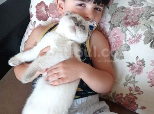 Bayram Şekeri görsel