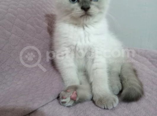 Bayram Şekeri