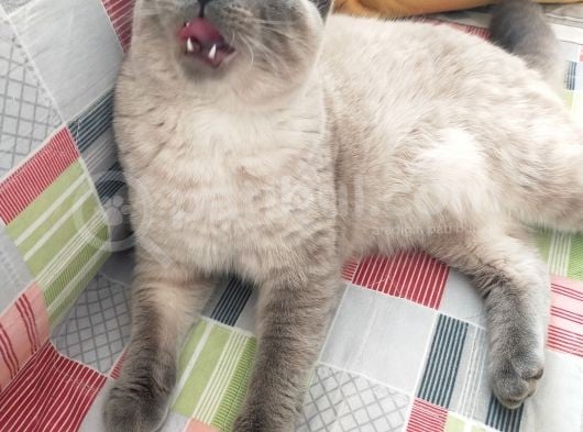Anne Baba Bristish 50 Günlük Yavrularım Safkan Çok Sağlıklı Artı 10 Aylık Tüm Aşıları Bakımları Tam Saf Blue Point Erkek. görsel