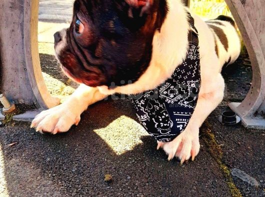 Satılık 10 Aylık  French Buldog  Erkek görsel