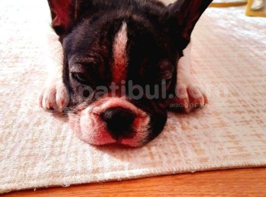 Satılık 10 Aylık  French Buldog  Erkek görsel