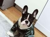 Satılık 10 Aylık  French Buldog  Erkek