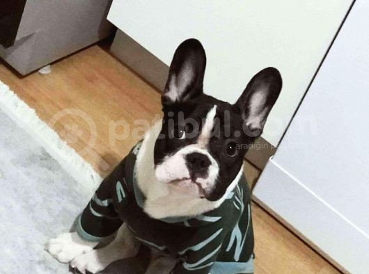 Satılık 10 Aylık  French Buldog  Erkek