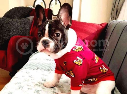 Satılık 10 Aylık  French Buldog  Erkek görsel