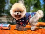 Irk ve Sağlık Garantili Safkan Pomeranian Yavrularımızdan
