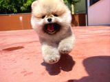 Irk Ve Sağlık Garantili Safkan Pomeranian Yavrularımızdan