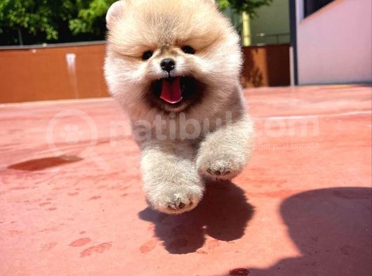Irk Ve Sağlık Garantili Safkan Pomeranian Yavrularımızdan görsel