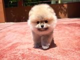 Irk Ve Sağlık Garantili Safkan Pomeranian Yavrularımızdan