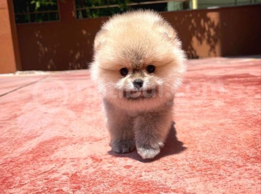 Irk Ve Sağlık Garantili Safkan Pomeranian Yavrularımızdan görsel