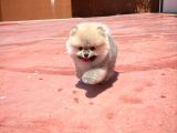 Irk Ve Sağlık Garantili Safkan Pomeranian Yavrularımızdan
