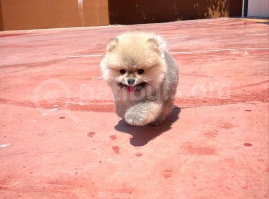Irk Ve Sağlık Garantili Safkan Pomeranian Yavrularımızdan görsel