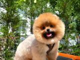 Secere Sertifikalı TeddyFace PomeranianBoo Oğlumuz