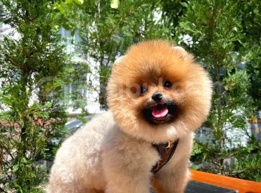 Secere Sertifikalı Teddyface Pomeranianboo Oğlumuz